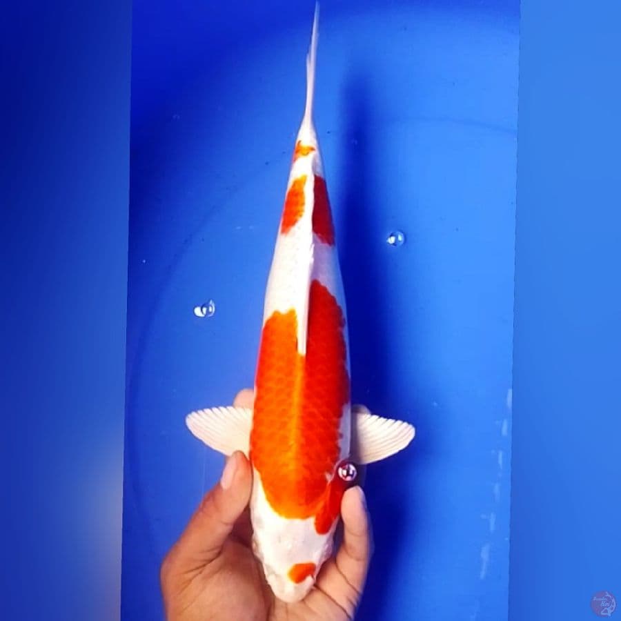SAKURA OGON 32CM