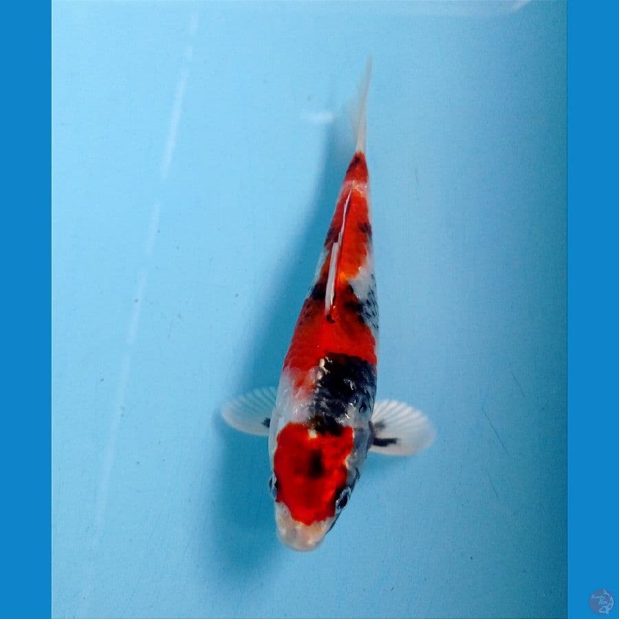 showa hikari 17 cm