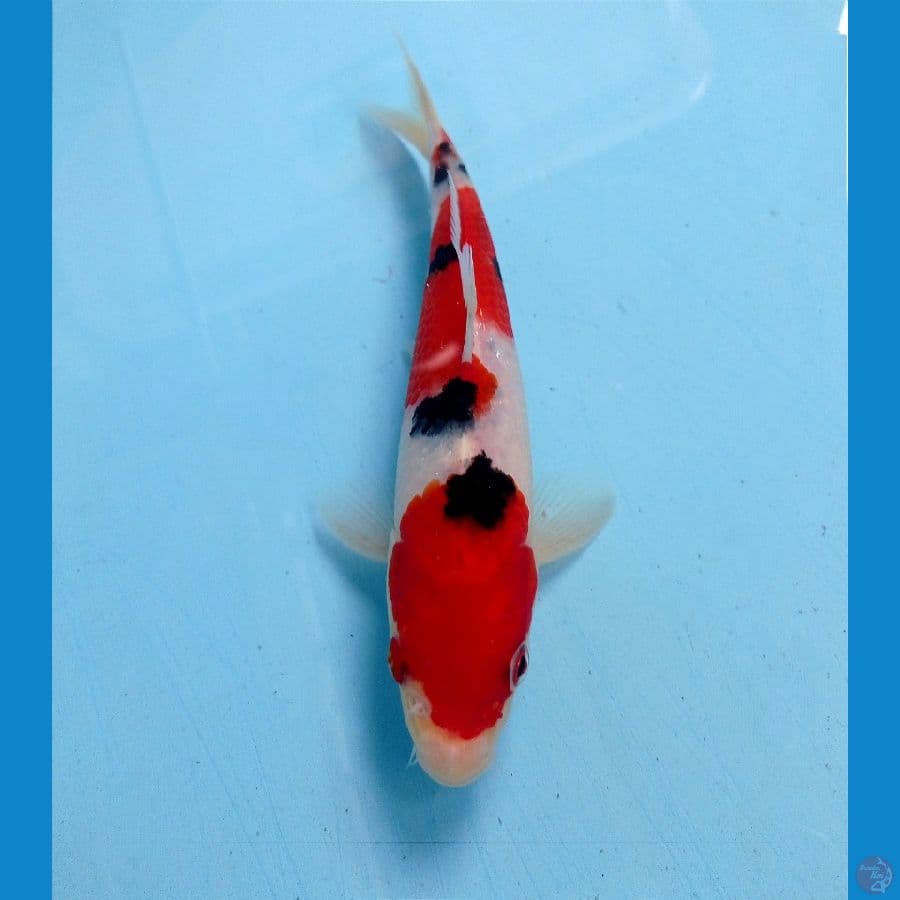 sanke 18 cm 