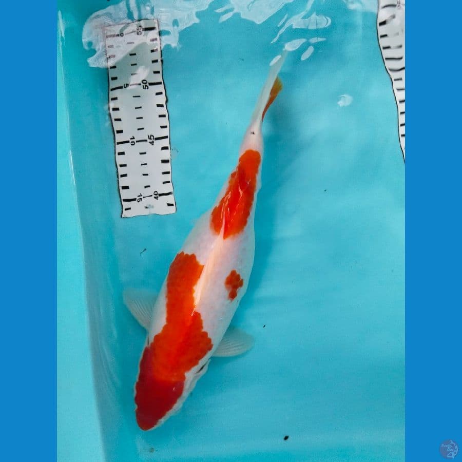 kohaku 32cm