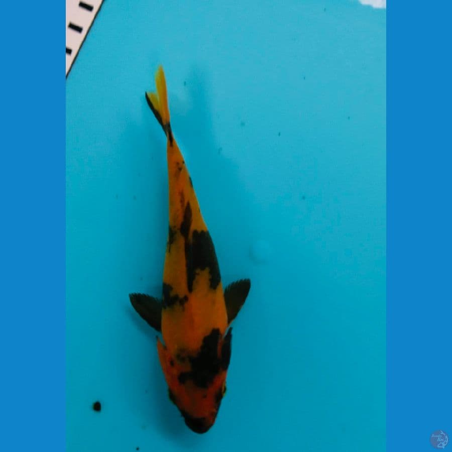 utsuri 14cm