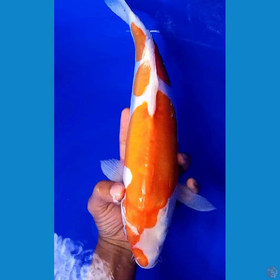 jumbo kohaku doitsu 40 bu/39 cm