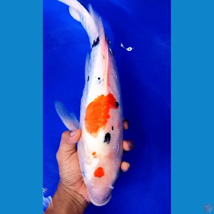 jumbo kumpay doit sanke f45 cm