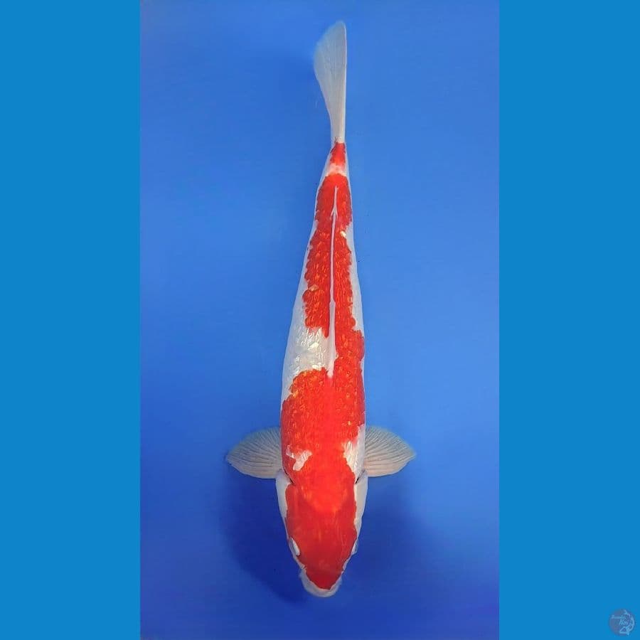KOHAKU GINRIN 