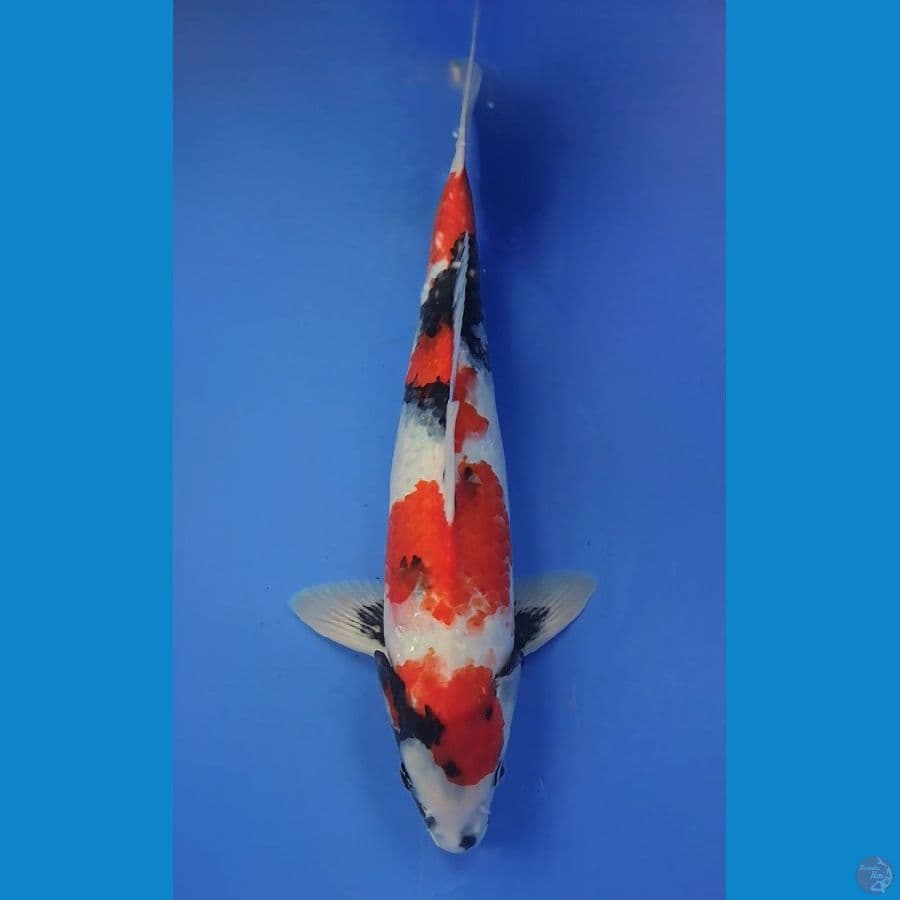 SHOWA 39cm