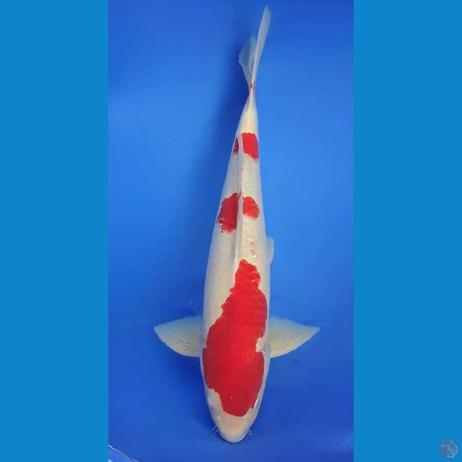 KOHAKU 