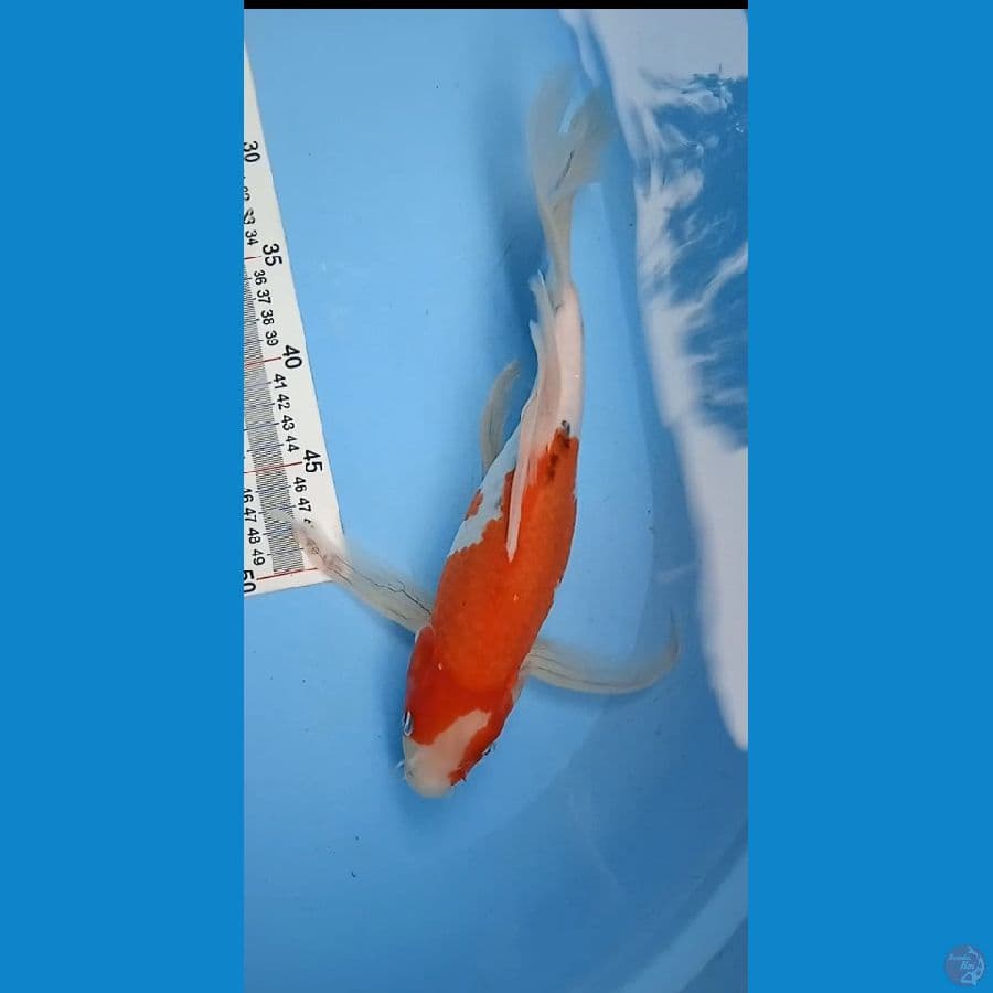 sanke sleyer : 35 cm 