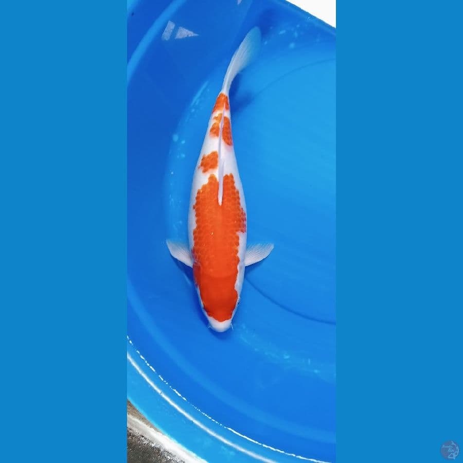KOHAKU 40 CM FEMLAE