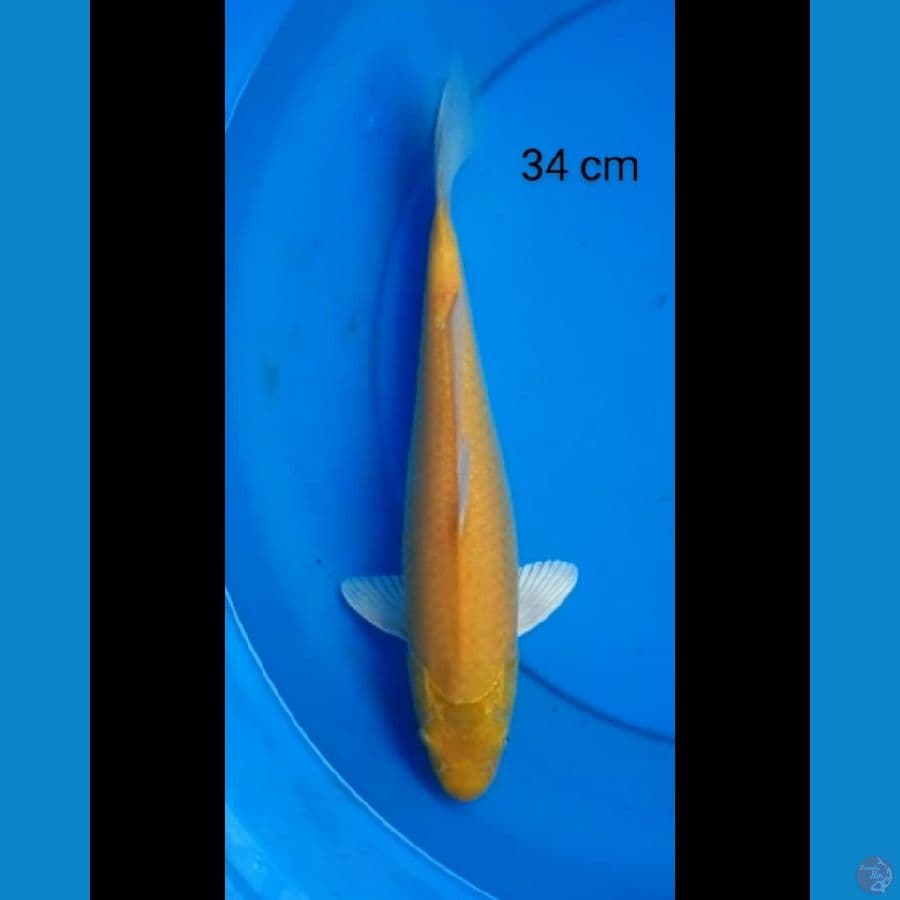 Karashi mata merah 34 cm