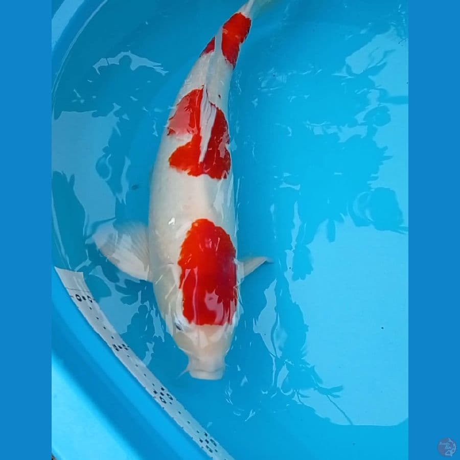 HQ Jantan 45 cm kohaku