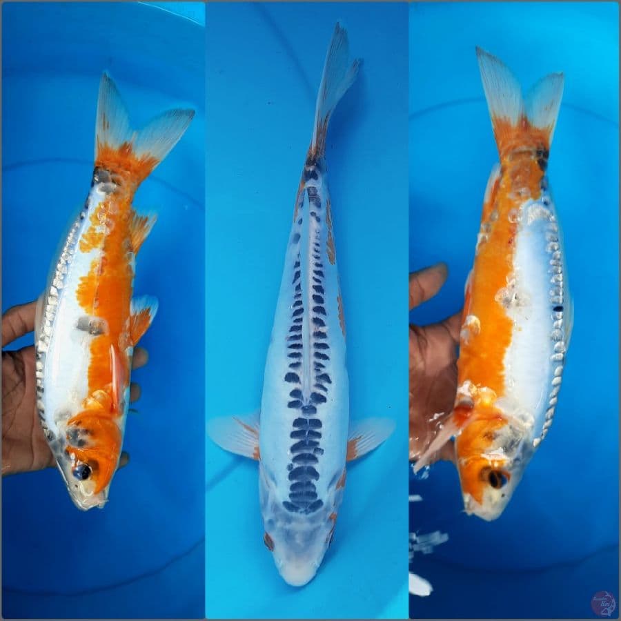 Shusui 33cm Male