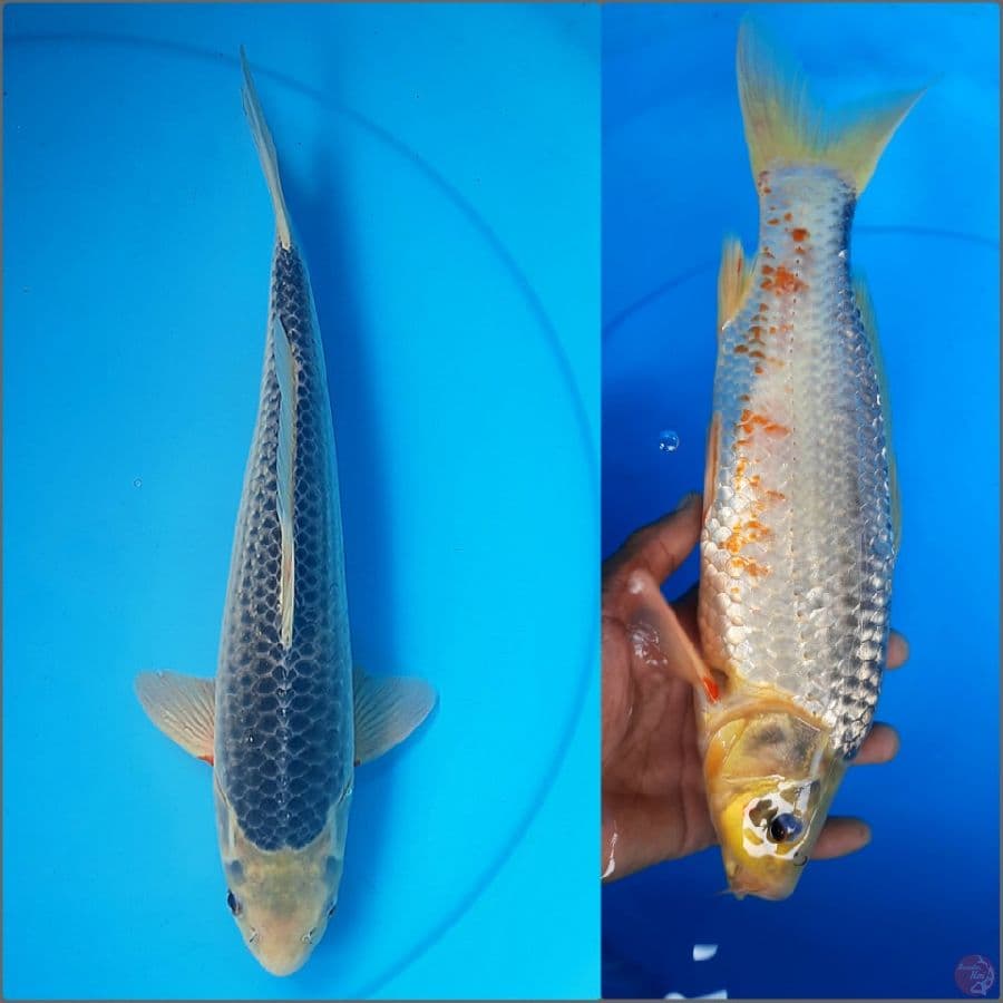 Konjo asagi 34cm male