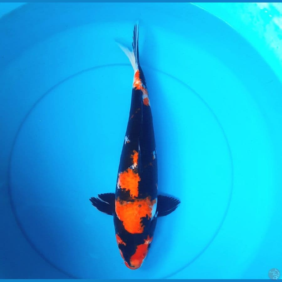 43cm Showa sanshoku female