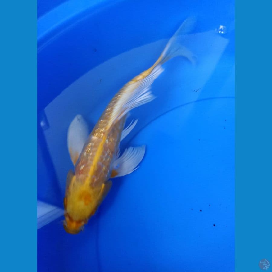 aragoke ogon ginrin sz 35