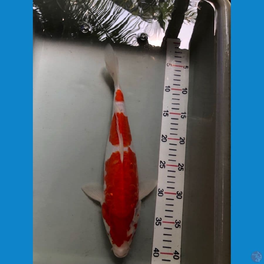 kohaku 35cm