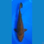 chagoi 35cm bodi bulki