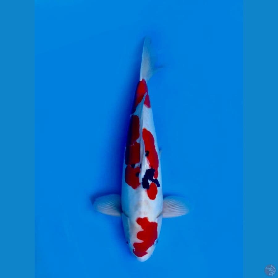 47cm , F1 Jumbo Doitsu
