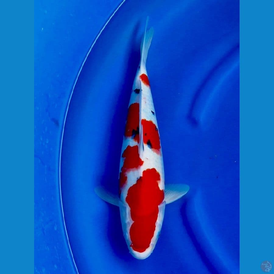 Sanke super tategoi F1 42cm
