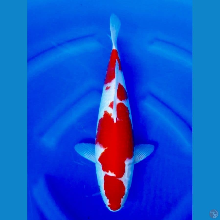 kohaku f1 36cm 
