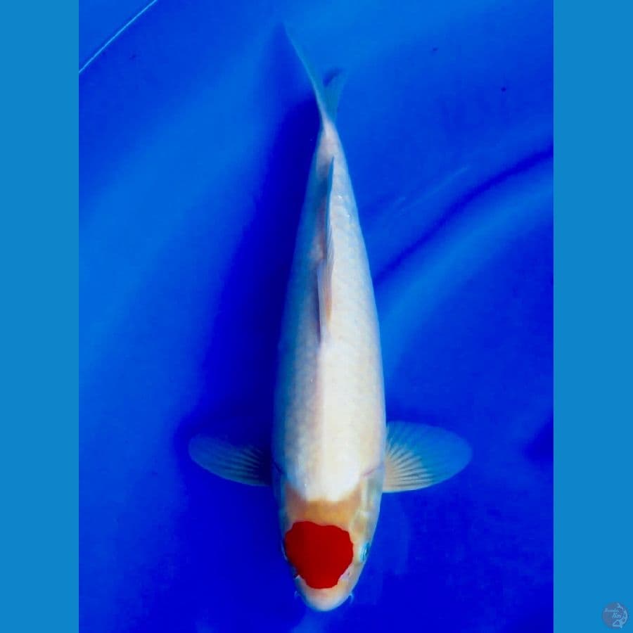 35cm , Ori Tancho