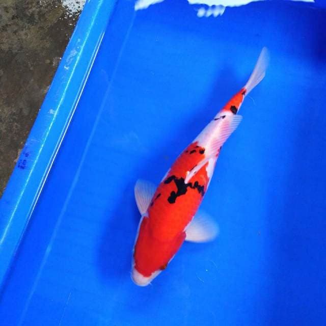 HWC (S of T)male 33cm