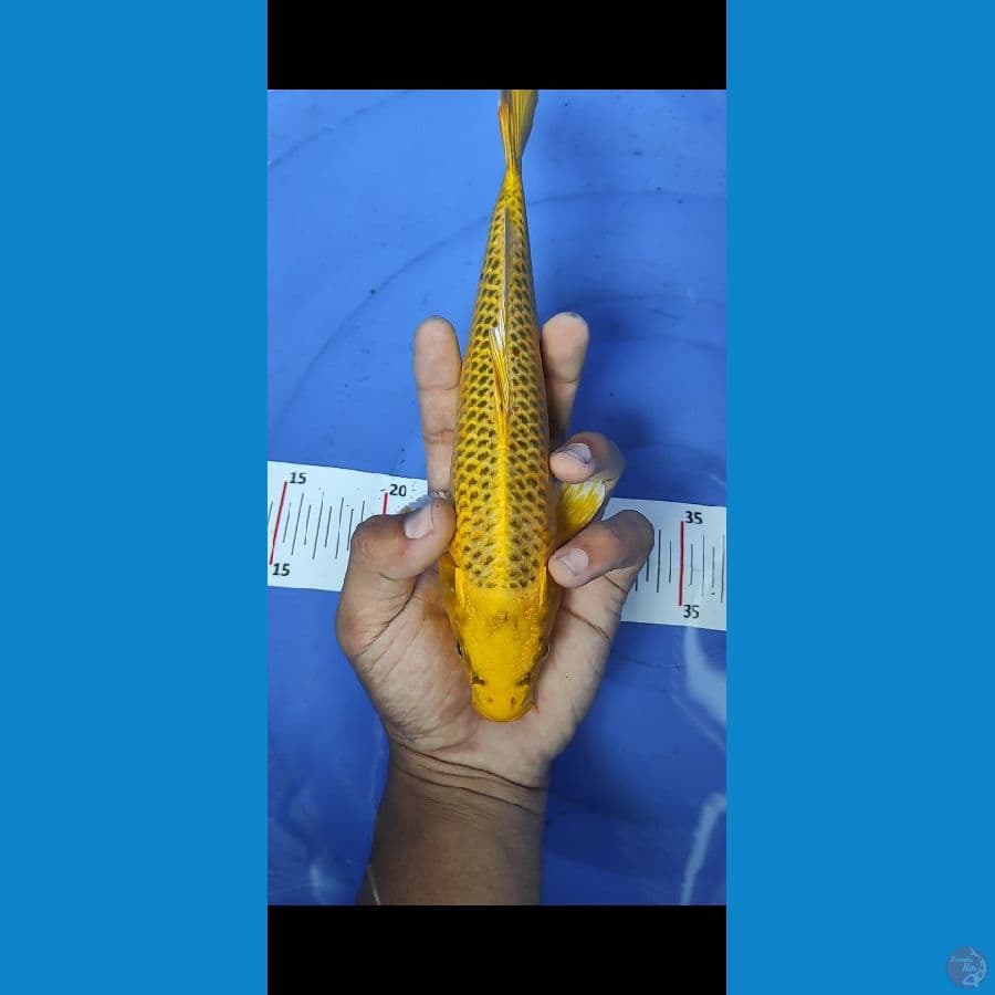 kin matsuba 28 cm 