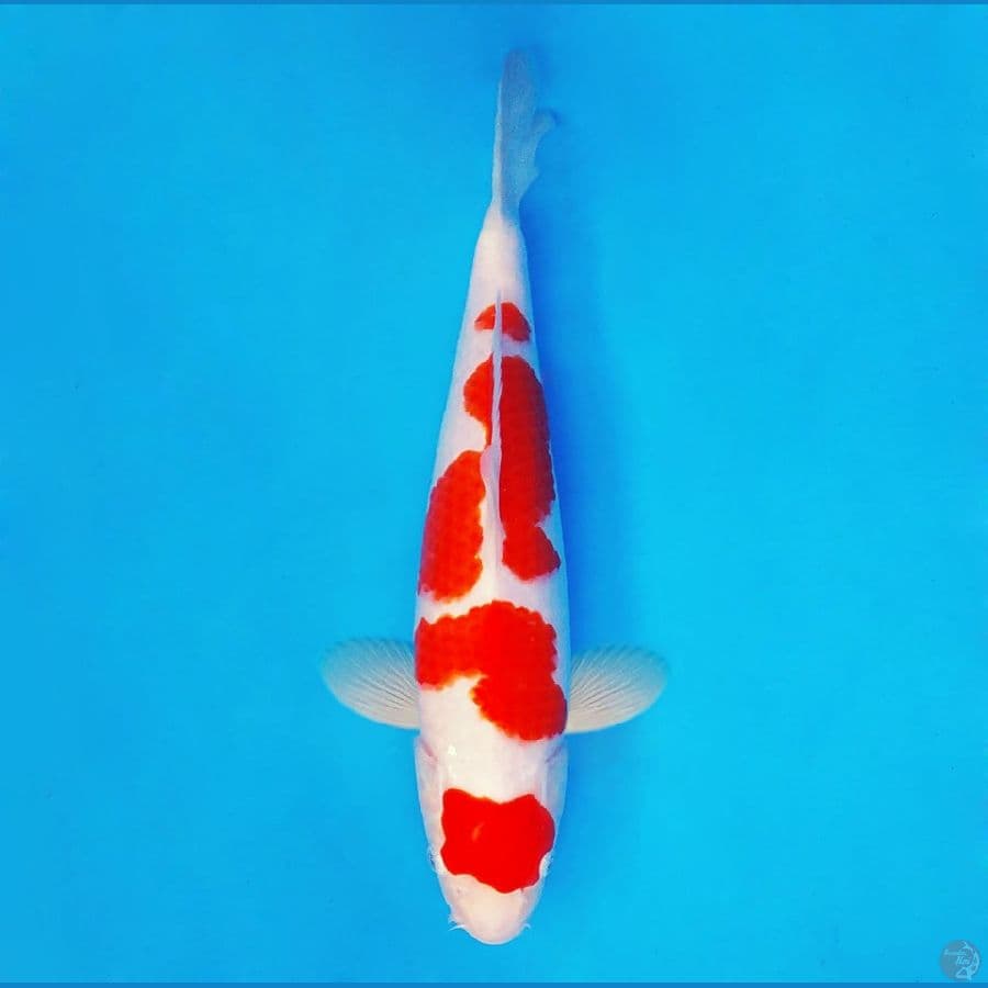 SAITAMA 11 ~ Kohaku 34 cm/fm ™