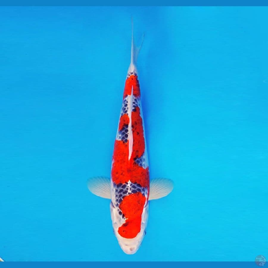 SAITAMA 13 ~ Goshiki 36 cm/fm ™