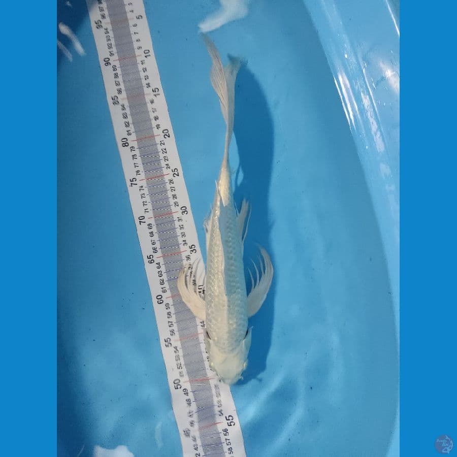 PENARI KOLAM 40CM