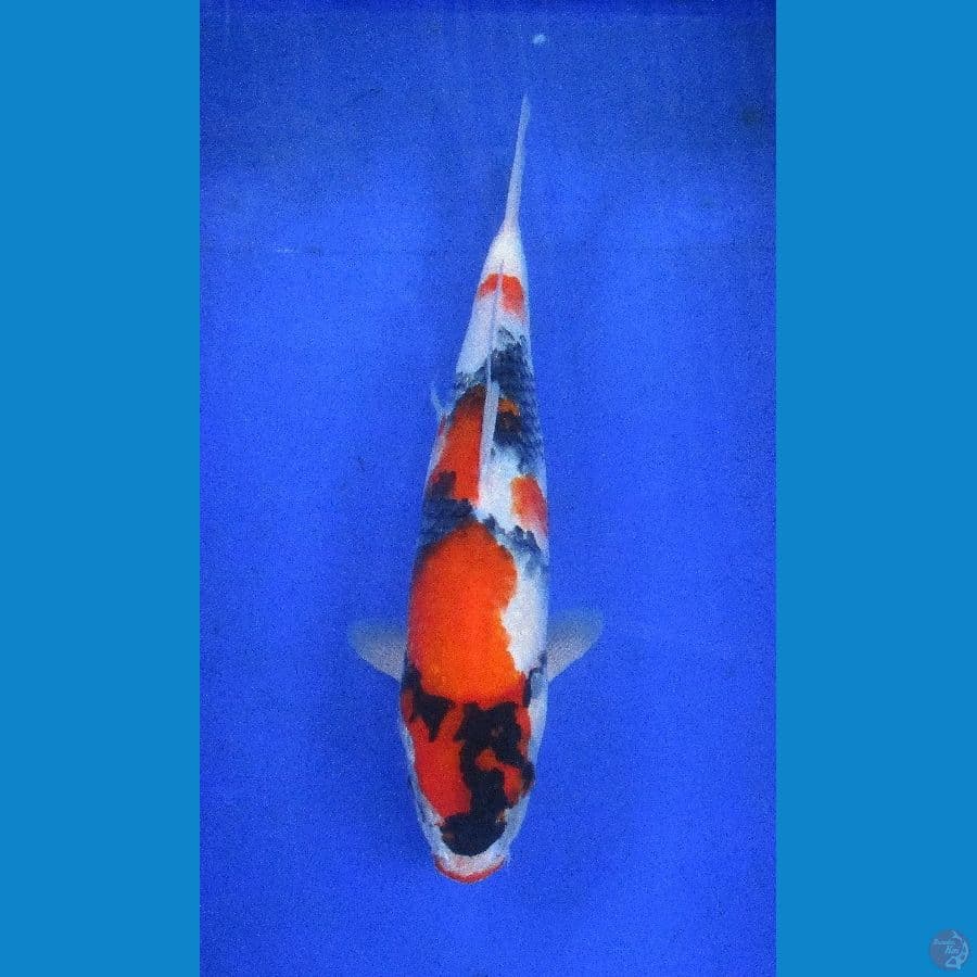 showa ±28cm