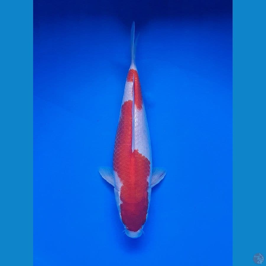 Kohaku