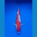 Kohaku