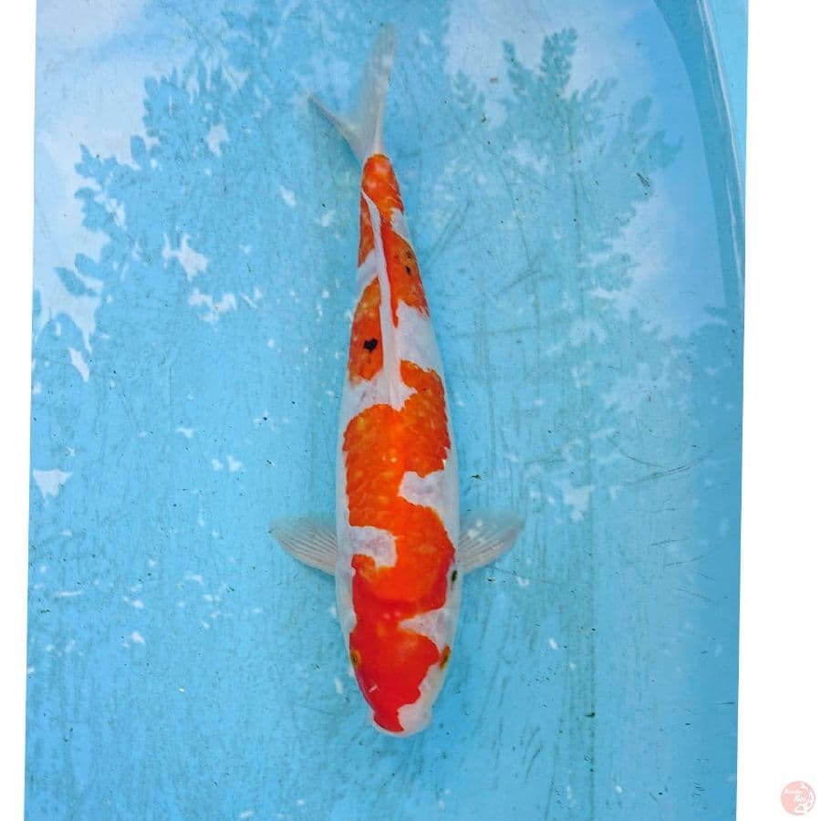 INAZUMA SANKE 36 CM