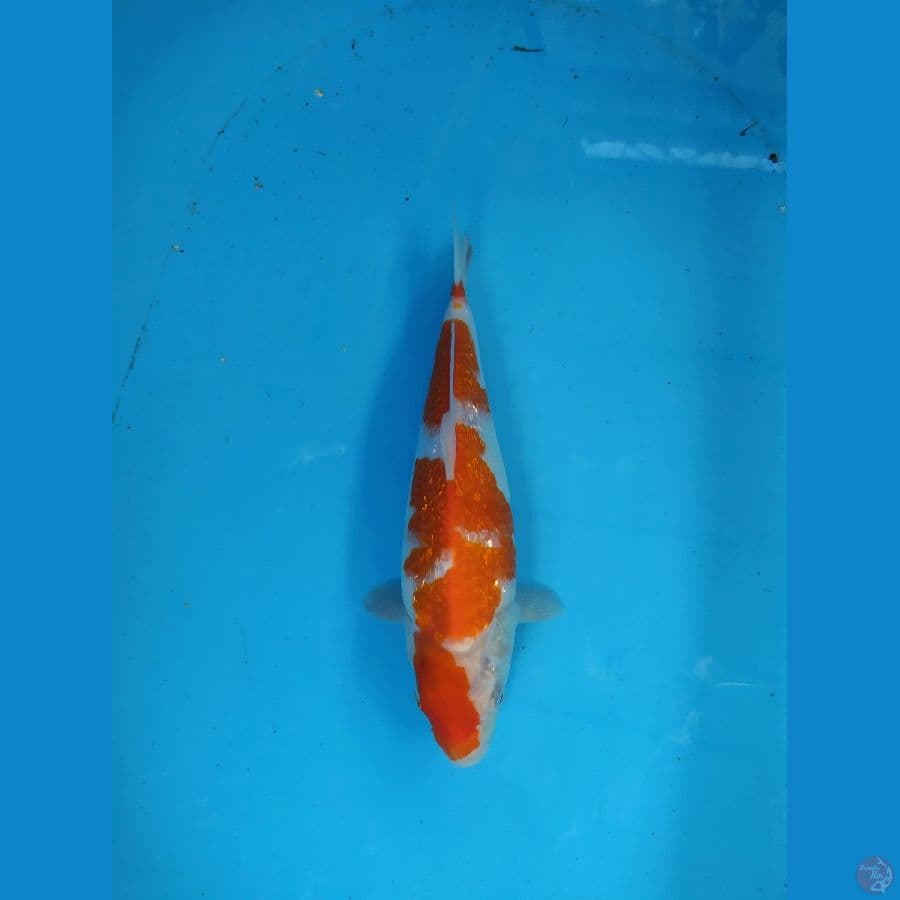 kohaku ginrin bulky