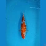 kohaku ginrin bulky