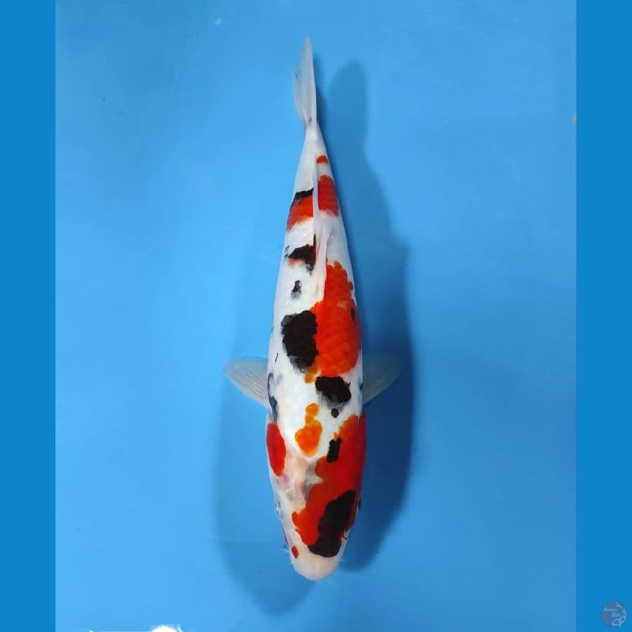 Kinday Showa - 27CM Original Patern