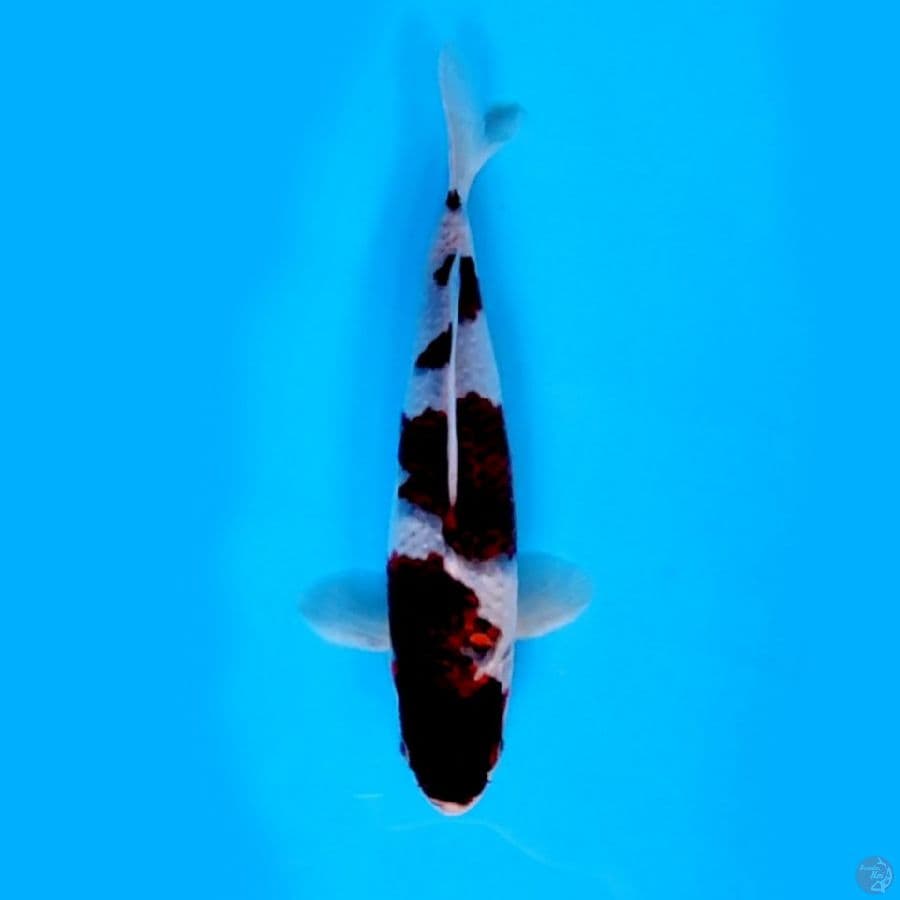 BUDO KOROMO #27 cm male