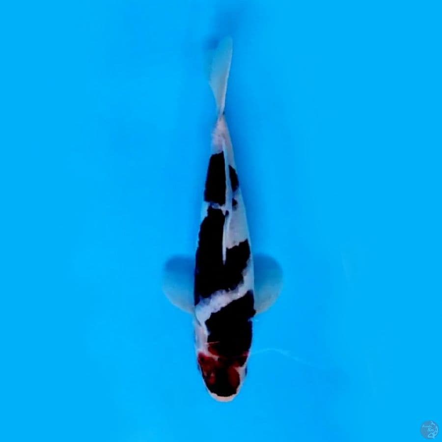 BUDO KOROMO # 24 CM MALE