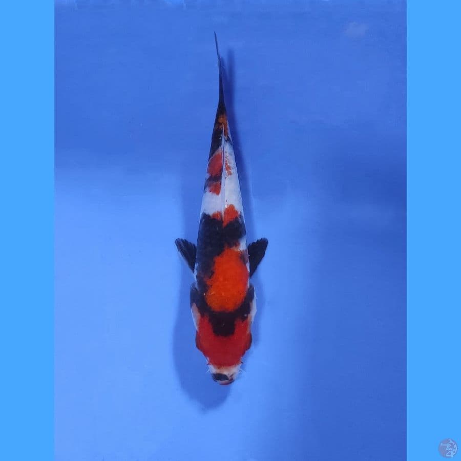Maruten Showa 15CM