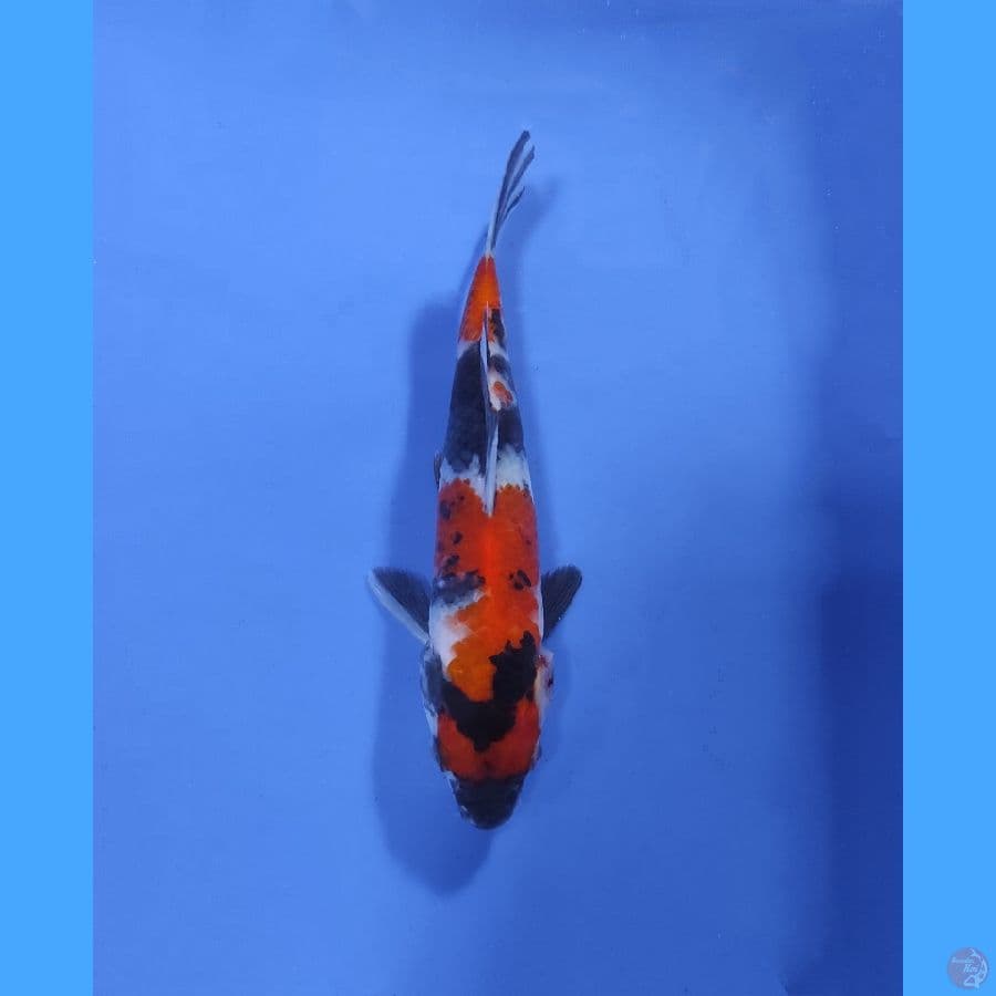 Showa Sanshoku 15CM