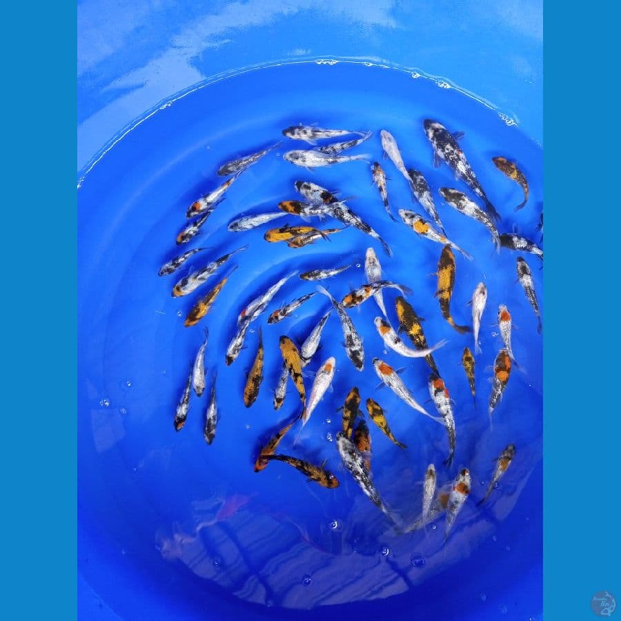 PAKET 50ekor FULL GINRIN MIX