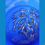 PAKET 50ekor FULL GINRIN MIX