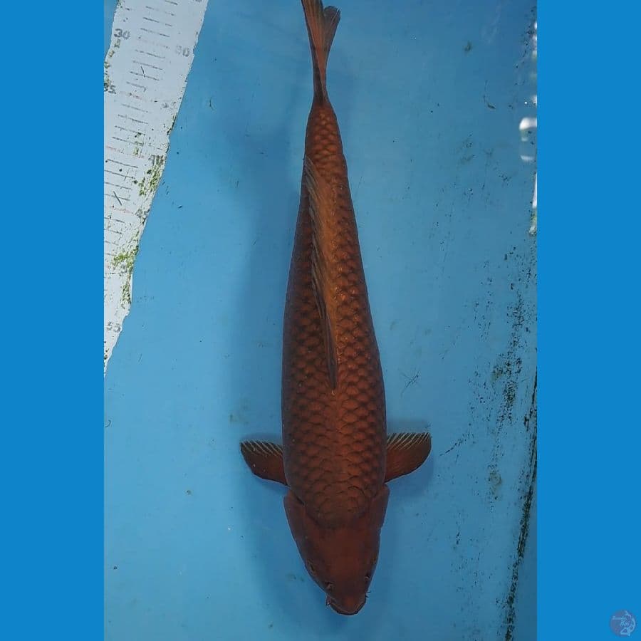 CHAGOI TEMBAGA 50cm