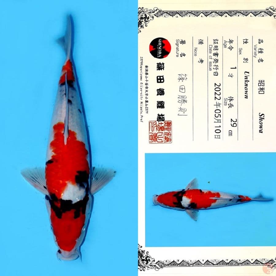 SHINODA SHOWA SANSHOKU 37CM