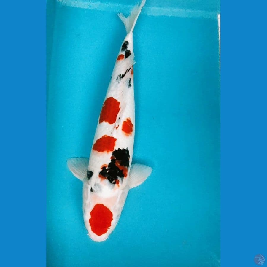 MARUTEN SANKE 41CM FM