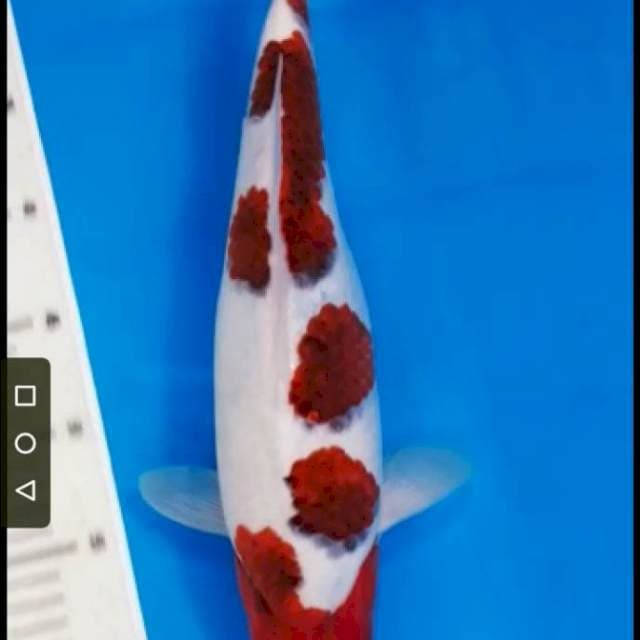 Ai Goromo 35c Berpunuk