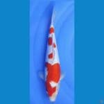 KOHAKU. 