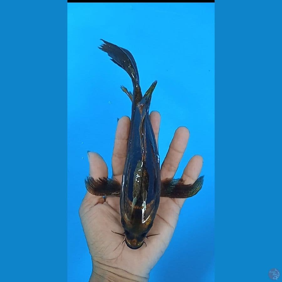 kabuto sleyer : size 25 cm