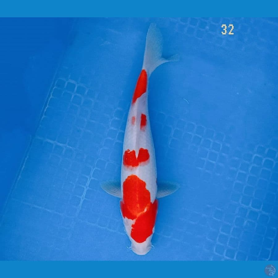 kohaku 32 cm