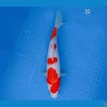 kohaku 32 cm